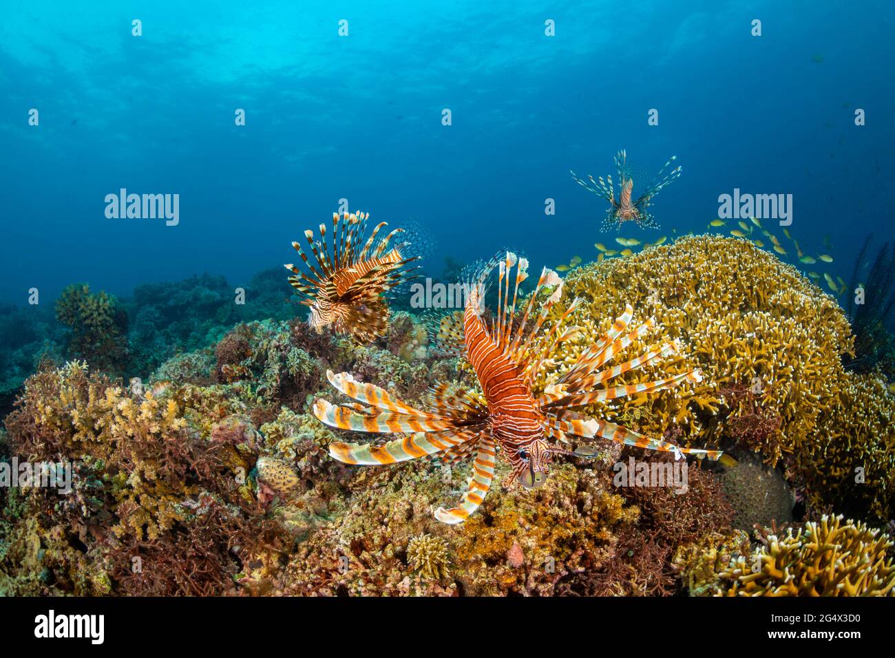 Un trio de poissons lionfish, Pterois volitans, chassent au-dessus d'un récif aux Philippines. Banque D'Images