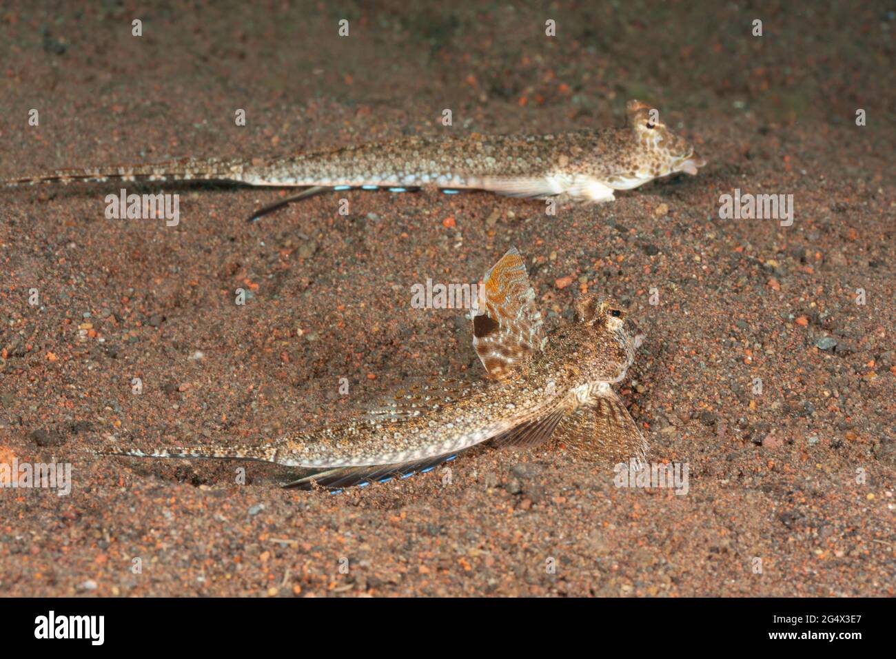 Une paire de dragons à longue queue, Calliurichthys neptunius, avec les mâles nageoire dorsale en relief. Ces derniers sont parfois appelés les dragons de neptune. Banque D'Images