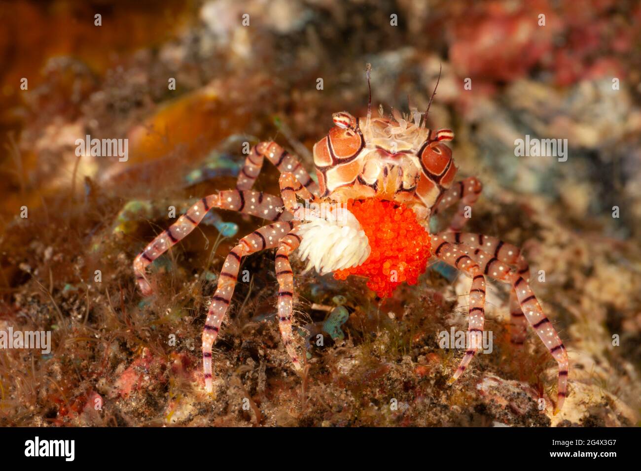Ce crabe pompon ou crabe en mosaïque, Lybia tesselata, est porteur d'une grande masse d'oeufs avec ses anémones associées, Triactis producta, qu'il carr Banque D'Images