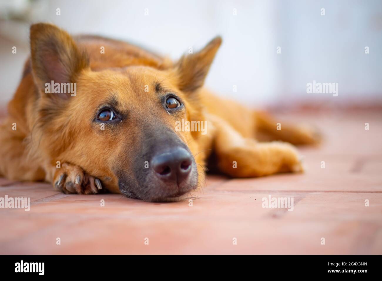 Chien berger allemand couché sur le sol. Banque D'Images