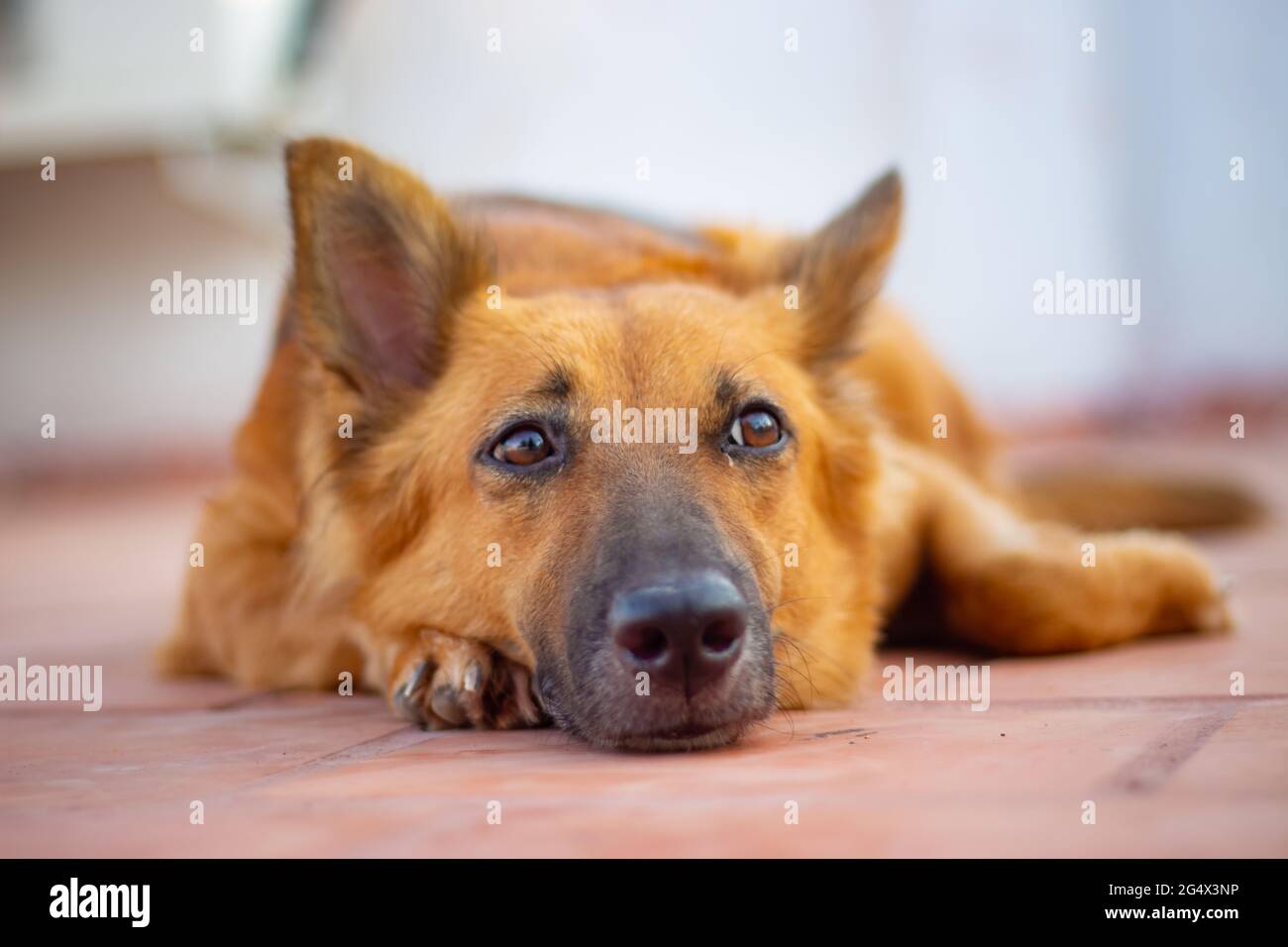 Chien berger allemand couché sur le sol. Banque D'Images