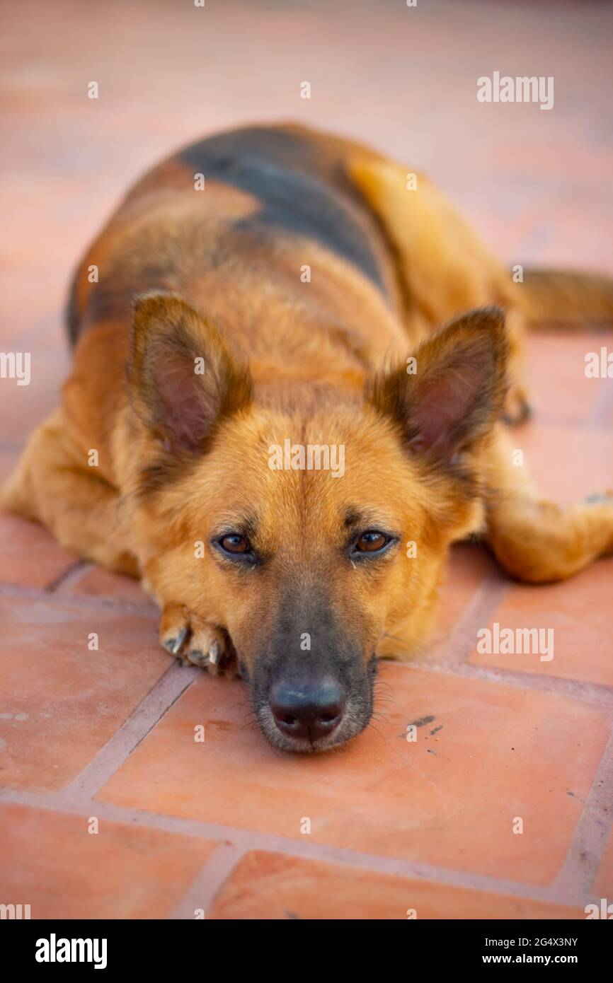 Chien berger allemand couché sur le sol. Banque D'Images