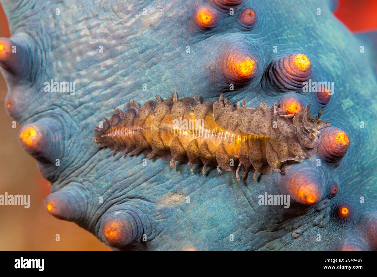 Ver de l'échelle du concombre de mer, Gastraslepidia clavigera, rampant sur son hôte holothurien, le concombre de mer noir, Holothuria atra, Fidji. Banque D'Images