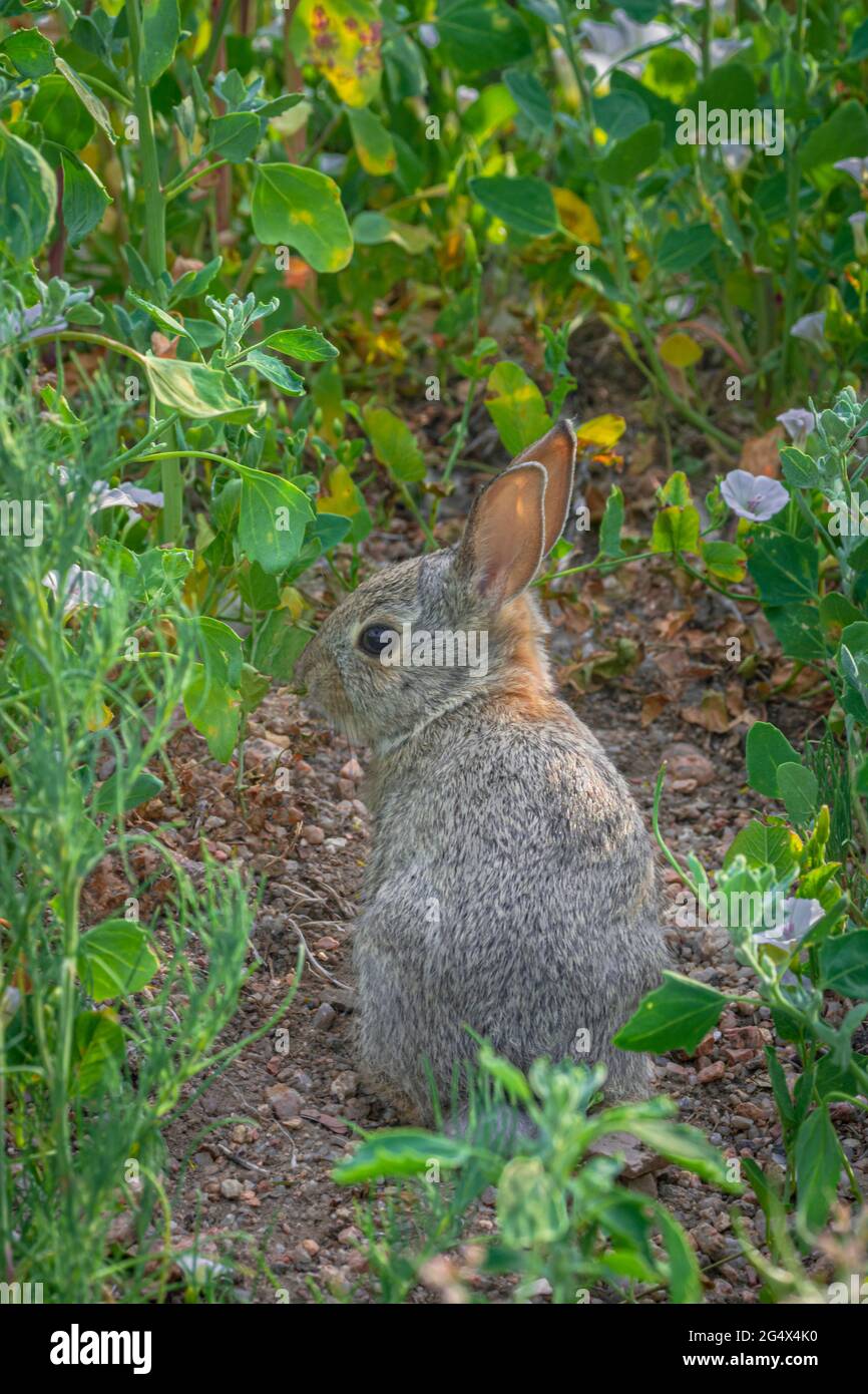 Jeune lapin de montagne à queue de cotonnelle (Sylvilagus nuttalli) parmi la végétation estivale, Castle Rock Colorado USA. Photo prise en juin. Banque D'Images