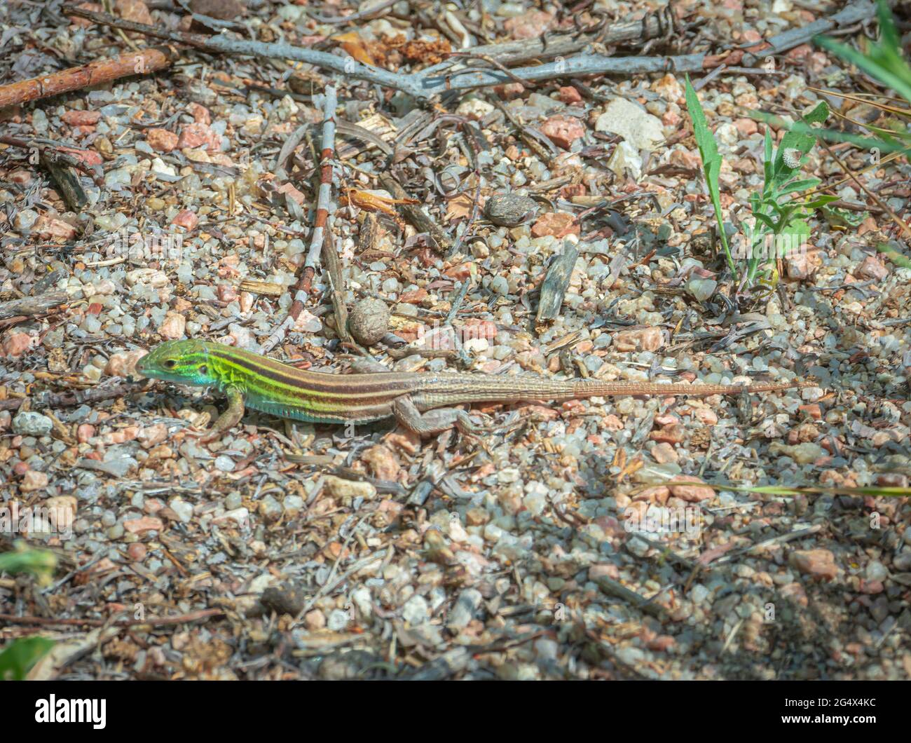 Jeune lizard Racancêtre à six lignes coloré (Aspidoscelis sexlineata) se réchauffant le matin sous le soleil d'été, Castle Rock Colorado USA. Photo prise en juin. Banque D'Images