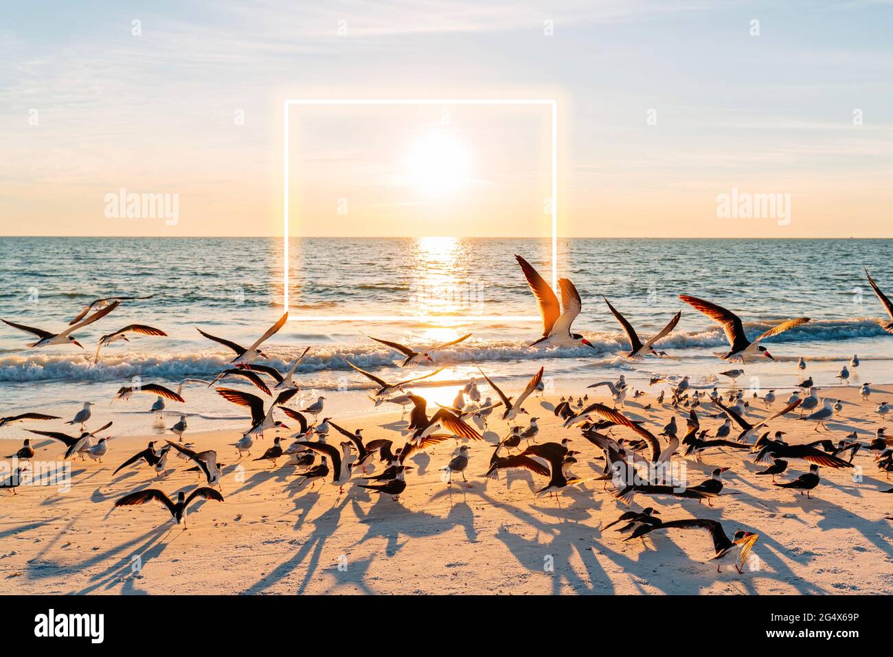 Coucher de soleil sur un troupeau de mouettes à la plage du parc national Lovers Key avec place lumineuse en arrière-plan Banque D'Images