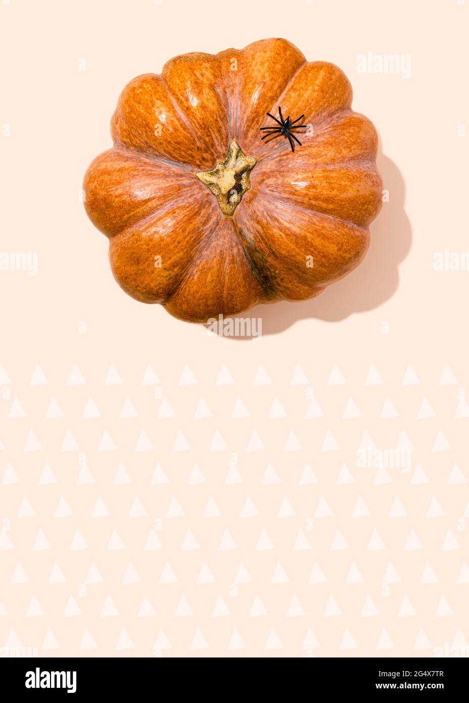 Photo studio d'araignée posée sur le dessus de la citrouille brute, allongé contre le motif de rangées de triangles Banque D'Images