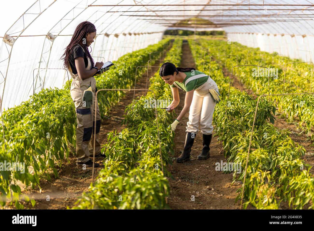 Une agricultrice utilise une tablette numérique tout en photographiant des cultures en serre Banque D'Images