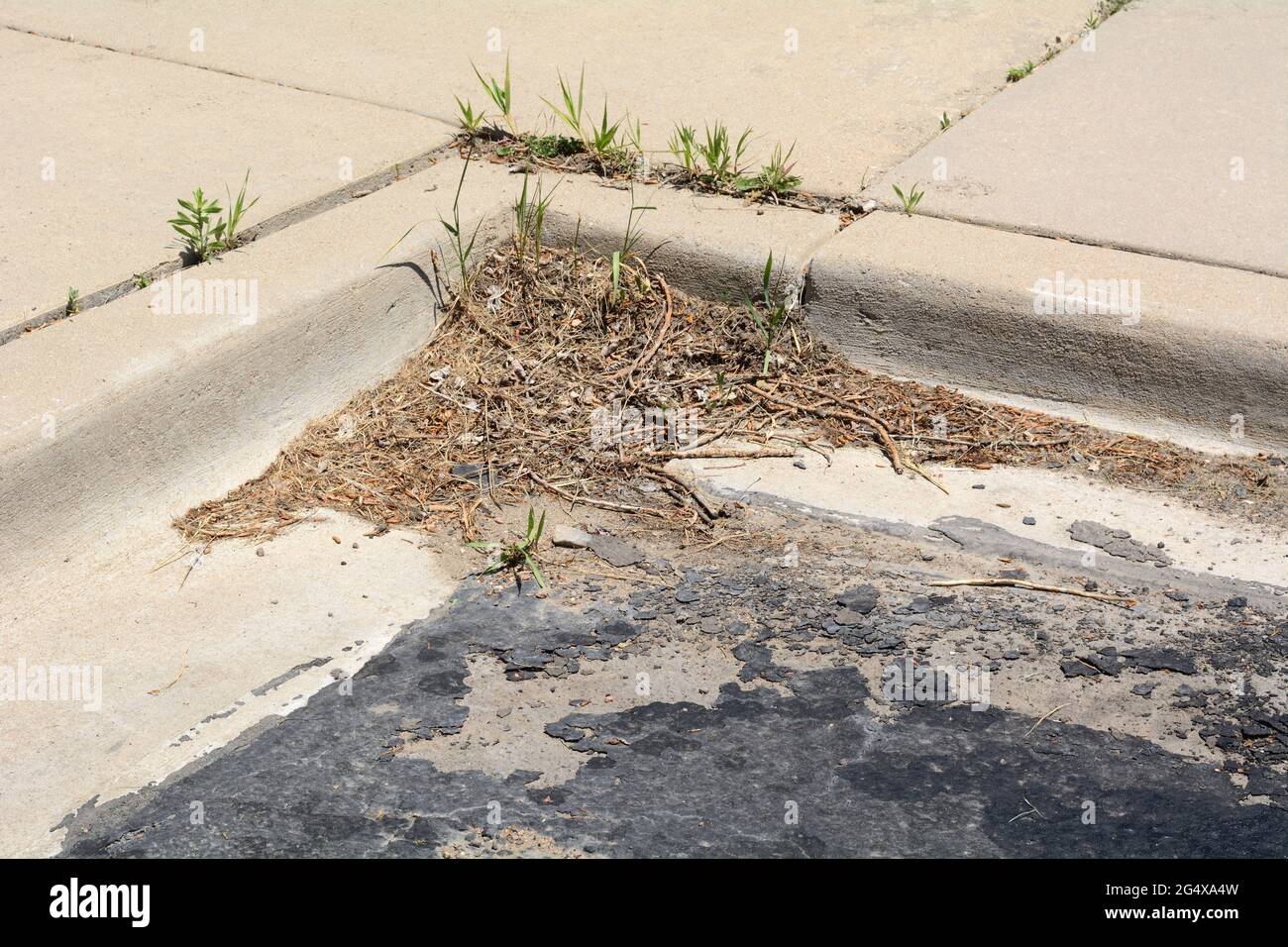 Le printemps, l'asphalte du stationnement est brisé et les nouvelles pousses de printemps poussent dans des fissures ou des joints de trottoir Banque D'Images