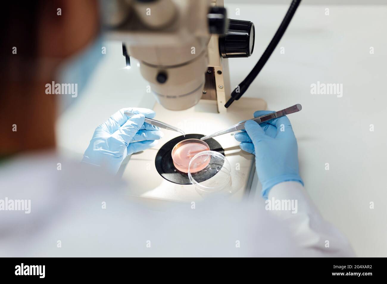 Experte médicale féminine mature utilisant des pinces à épiler tout en analysant des échantillons médicaux au microscope en laboratoire Banque D'Images