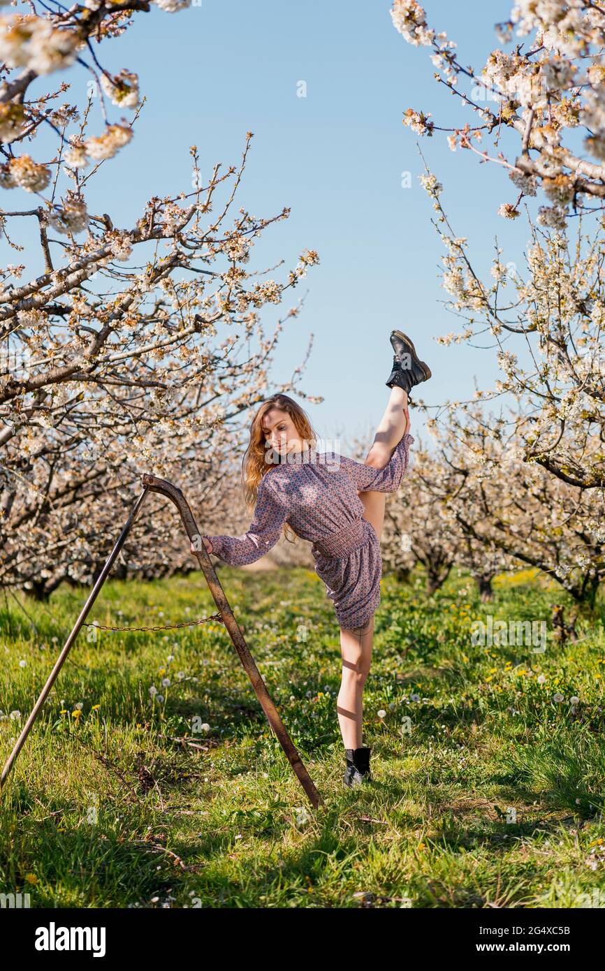 Femme tenant une échelle tout en dansant dans un jardin de cerises Banque D'Images