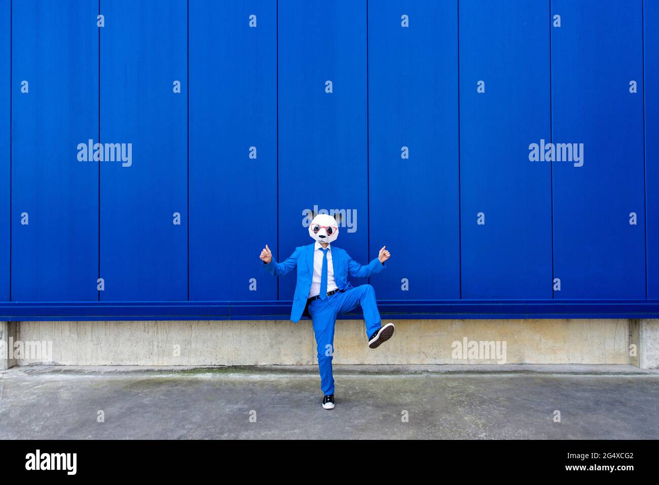 Homme portant un costume bleu vif et un masque de panda debout sur une jambe contre un mur bleu Banque D'Images
