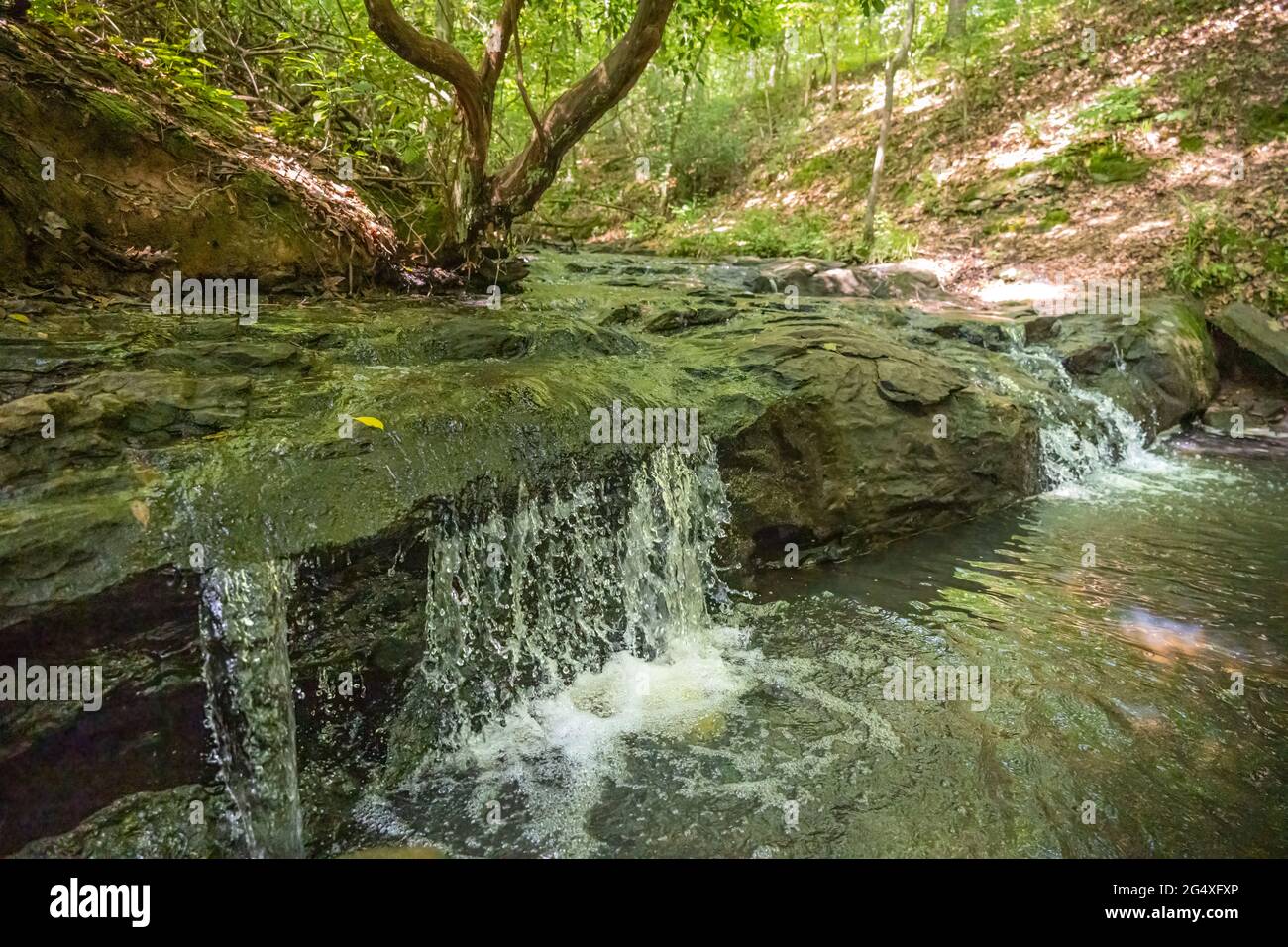 Feeder creek près de la rivière Chattahoochee à Island Ford Park dans l'aire de loisirs nationale de la rivière Chattahoochee à Sandy Springs près d'Atlanta, GA. Banque D'Images