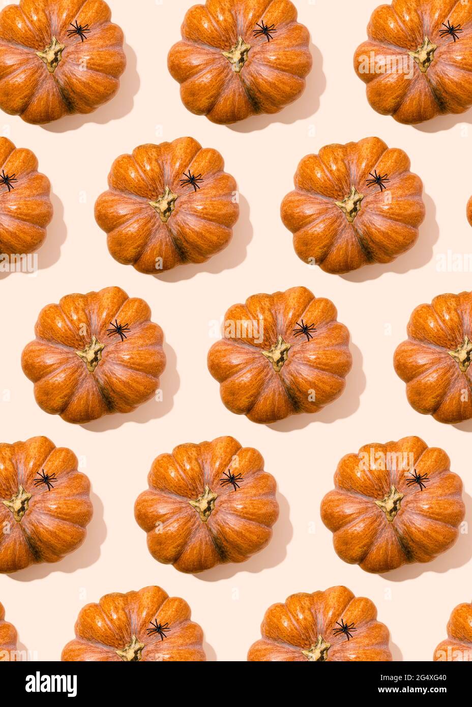 Motif Halloween d'araignées assises sur des citrouilles crues Banque D'Images