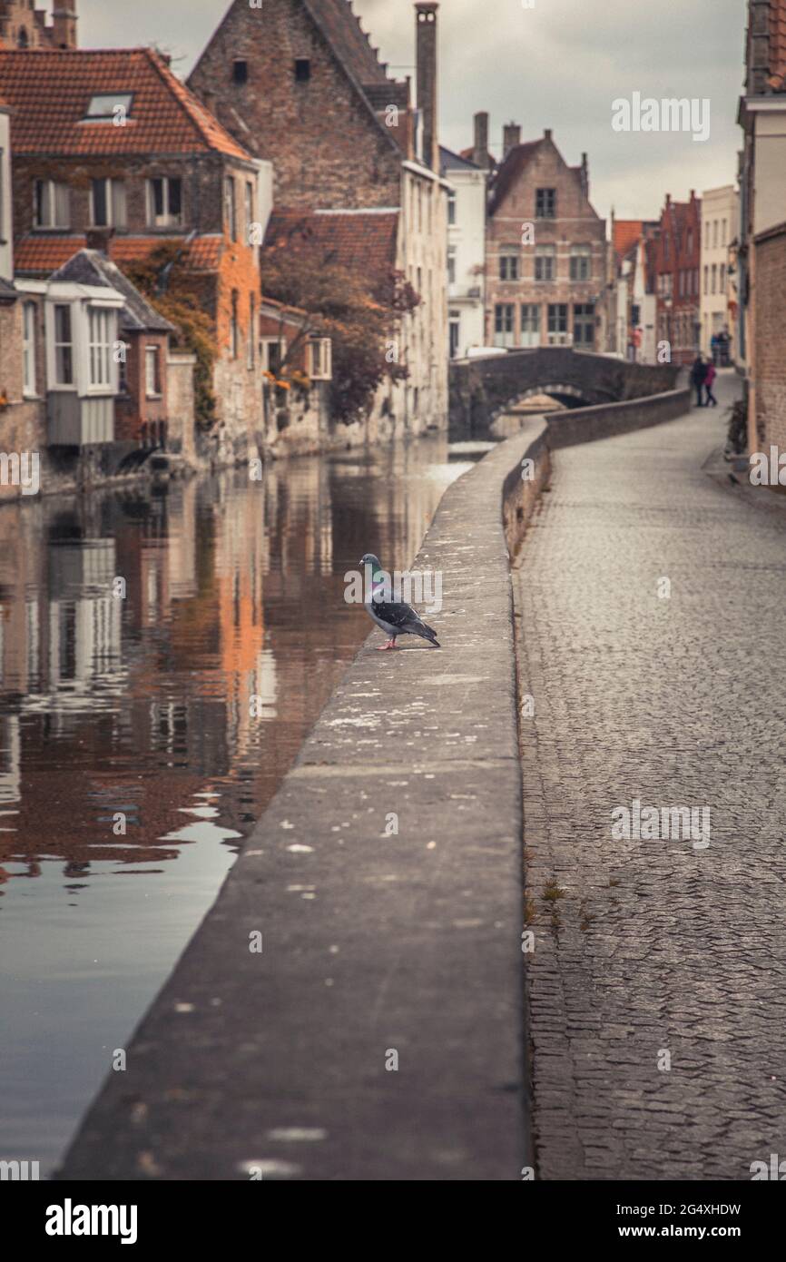 Belgique, Flandre Occidentale, Bruges, Pigeon debout au bord du canal de la ville Banque D'Images