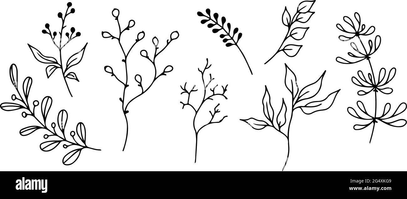 Ensemble d'éléments floraux dessinés à la main, de plantes et de branches d'oodle sur un fond blanc. Éléments de conception esqutifs. Illustrations vectorielles. Illustration de Vecteur
