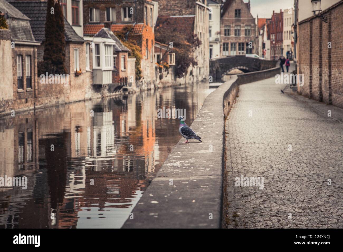Belgique, Flandre Occidentale, Bruges, Pigeon debout au bord du canal de la ville Banque D'Images