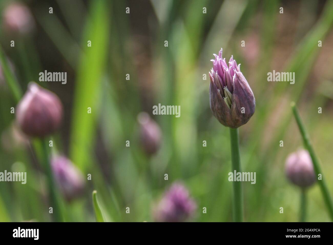 Fleurs de ciboulette avec un fond vert et des ombres Banque D'Images