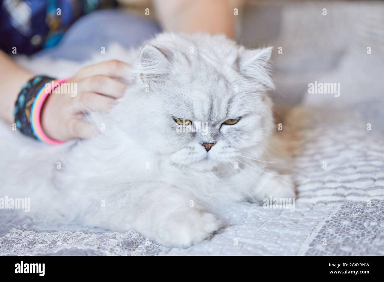 Fille A La Maison Poil Long Britannique Chat Blanc Photo Stock Alamy