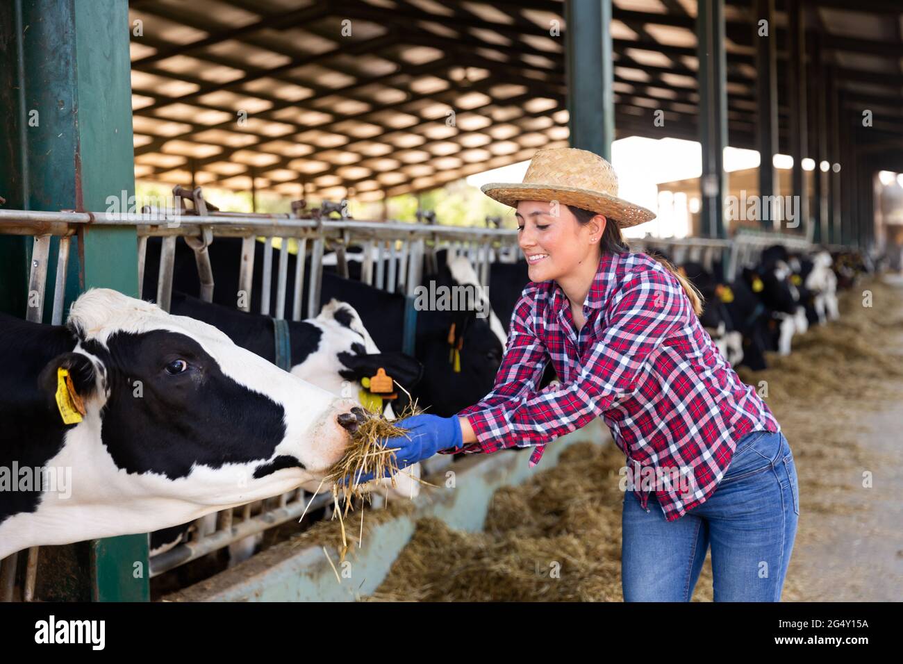 https://c8.alamy.com/compfr/2g4y15a/jeune-femme-nourrissant-des-vaches-dans-une-ferme-d-elevage-2g4y15a.jpg