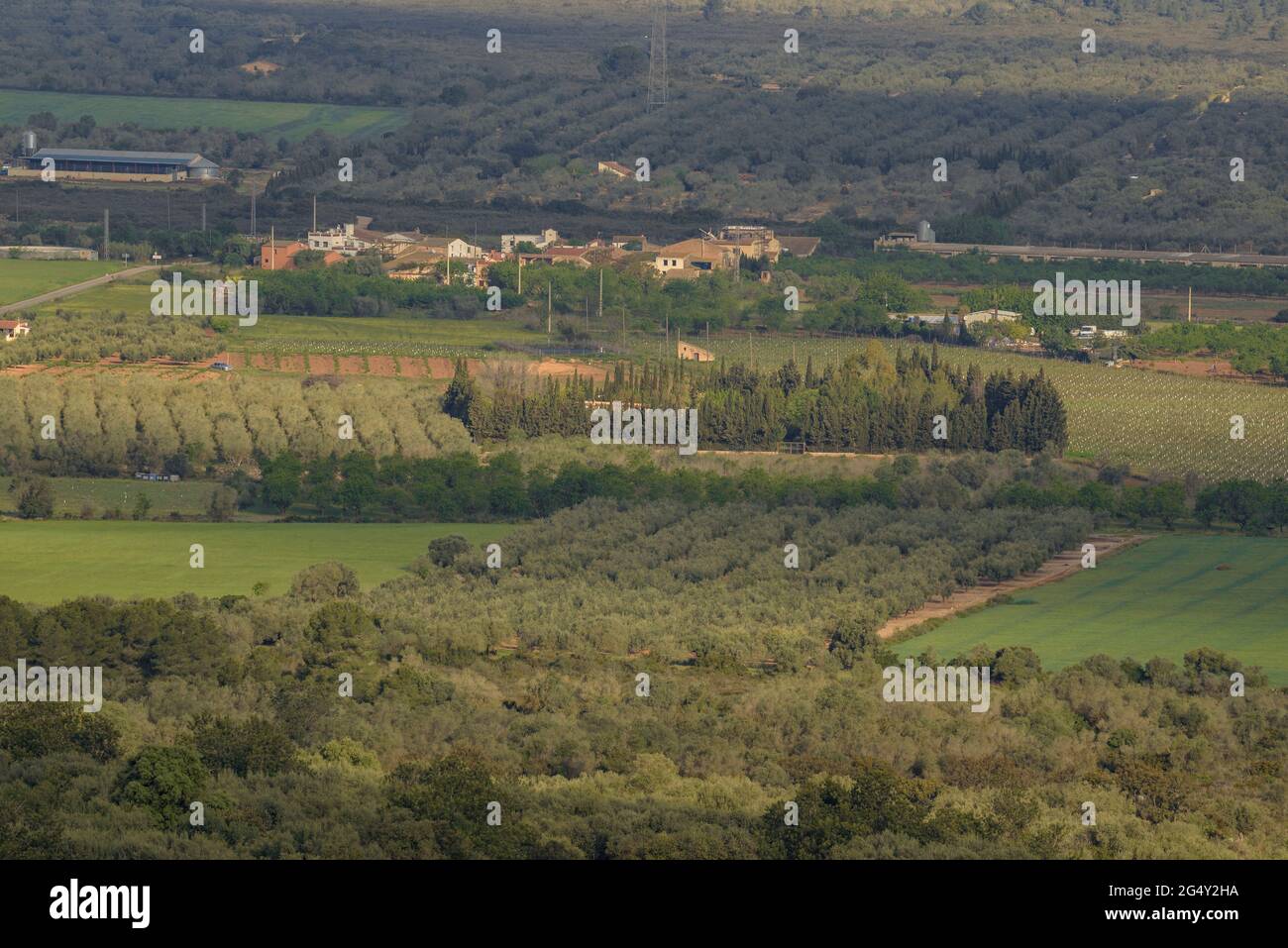 Plaine de l'ALP de la Galera, qui est une immense mer d'oliviers et, en arrière-plan, le massif des ports - Puertos (Tarragone, Catalogne, Espagne) Banque D'Images