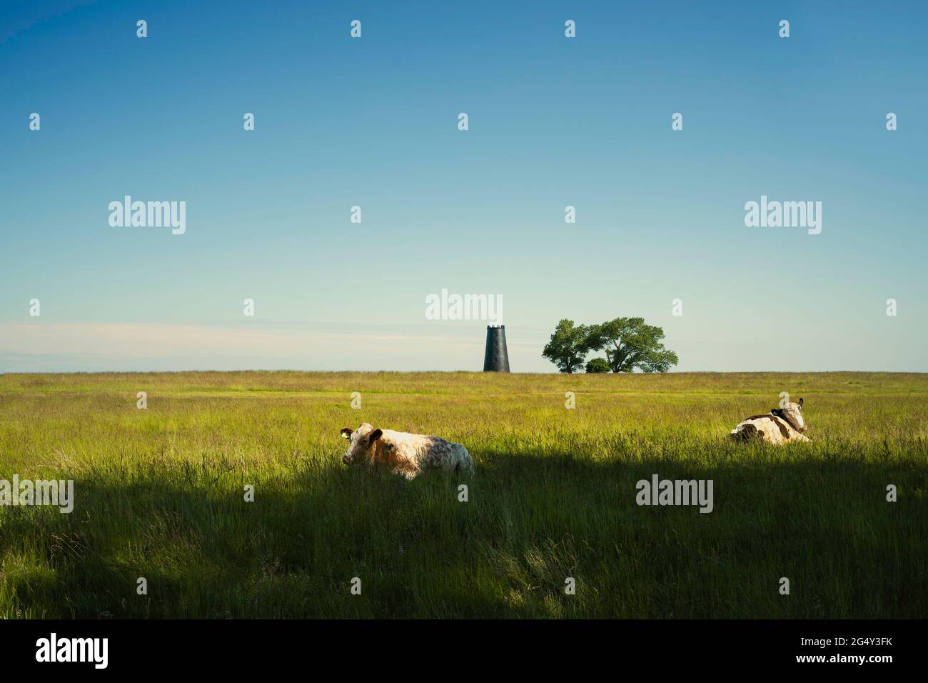 Moulin à vent disused au milieu d'un pâturage ouvert et arbres avec des bovins reposant sous le ciel bleu le jour lumineux en été à Beverley, Yorkshire, Royaume-Uni. Banque D'Images