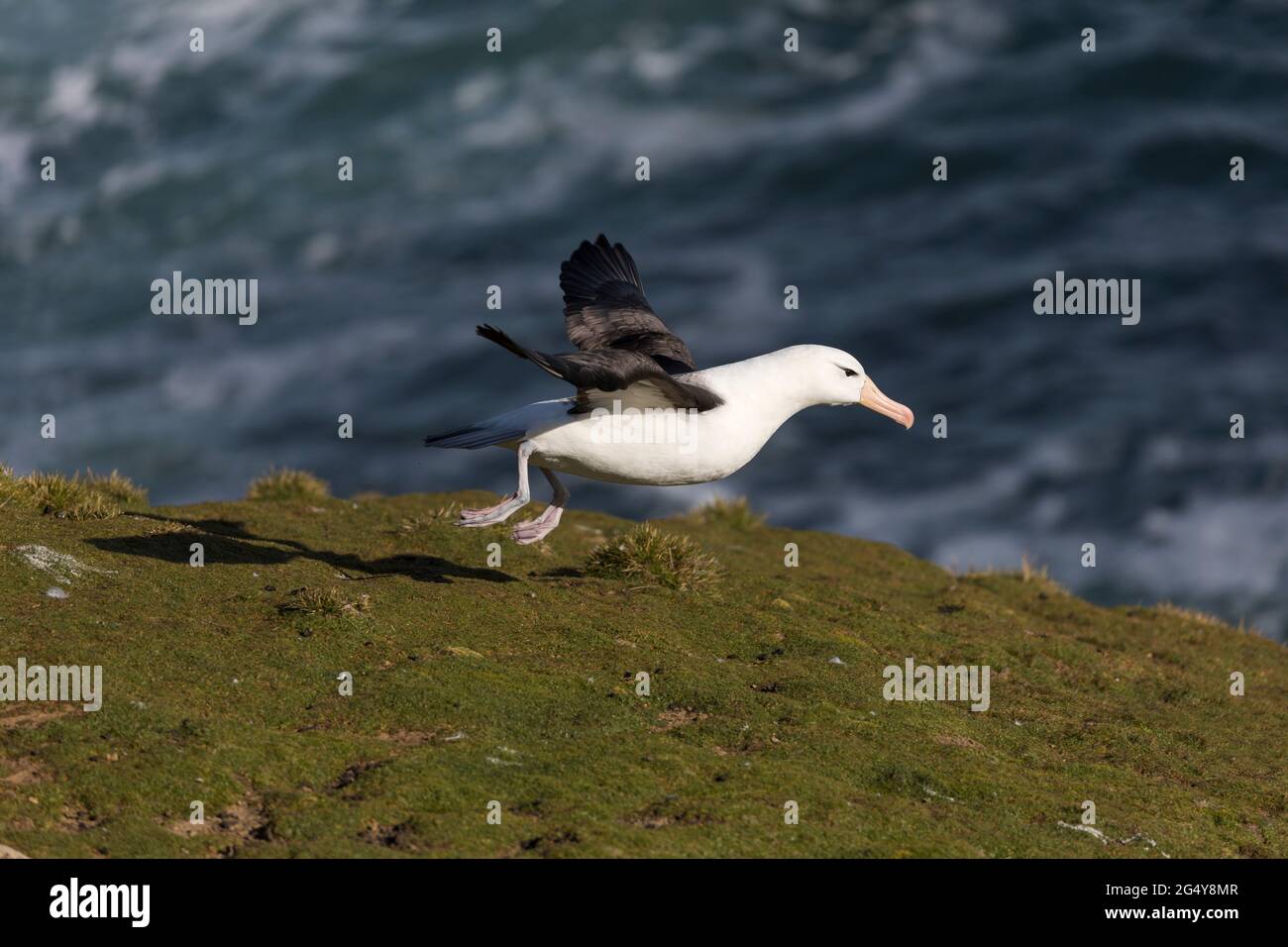 Albatros brun noir; Thalassarche melanophris; décollage; îles Falkland Banque D'Images