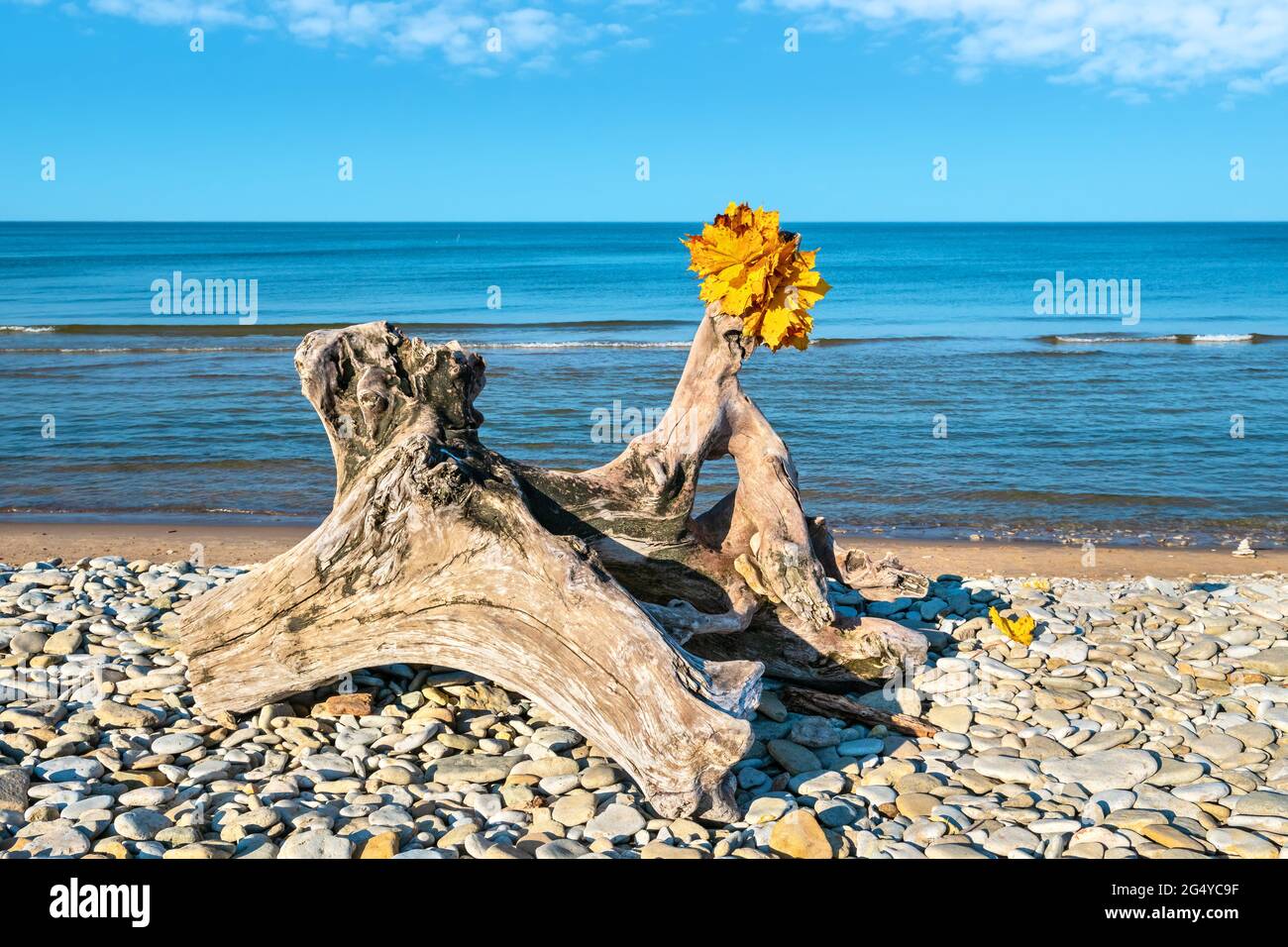 Vieux museau sur une plage de galets de Toila. Automne au parc de Toila-Oru. IDA-Viru, Estonie Banque D'Images
