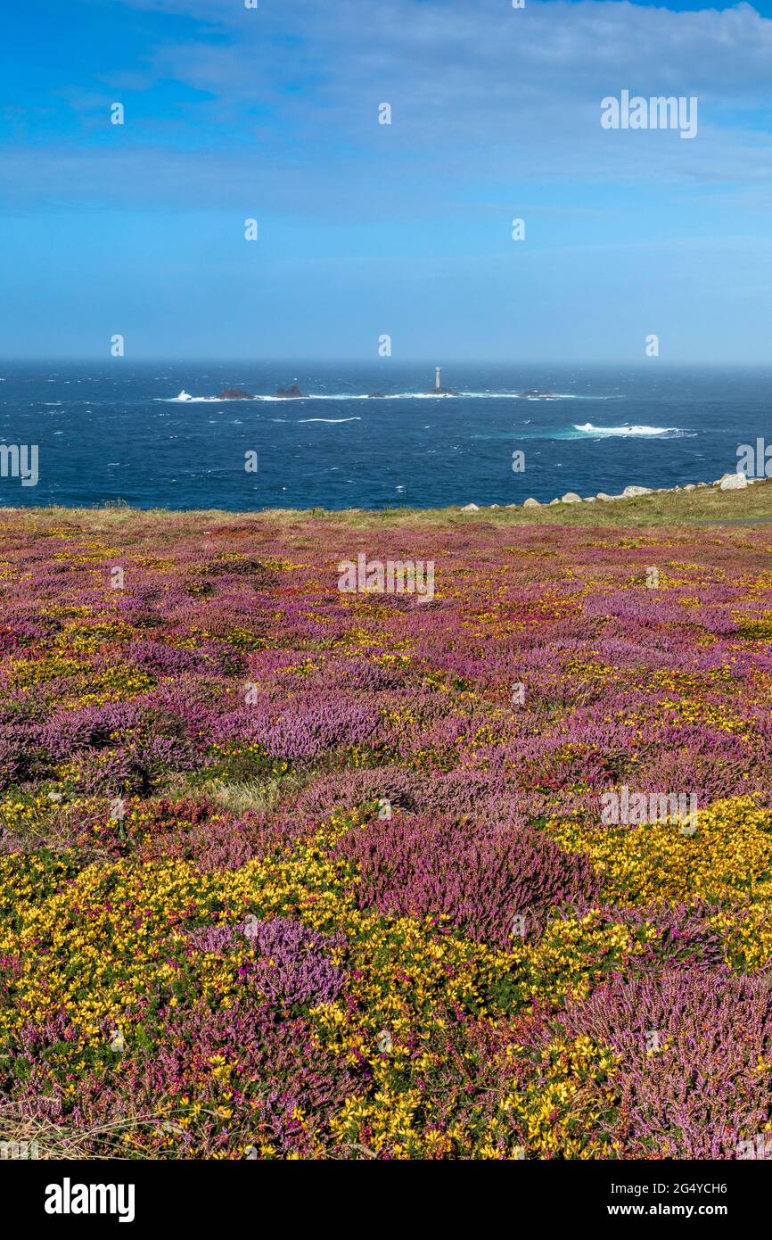 Land's End ; Heath in Flower ; Cornwall ; Royaume-Uni Banque D'Images