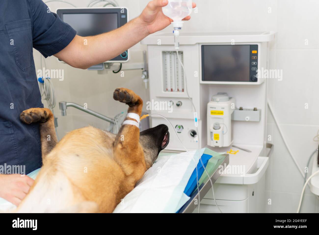 Chien sous anesthésie pendant la chirurgie dans une clinique vétérinaire.le berger allemand est anesthésié. Concept vétérinaire.gros plan. Banque D'Images