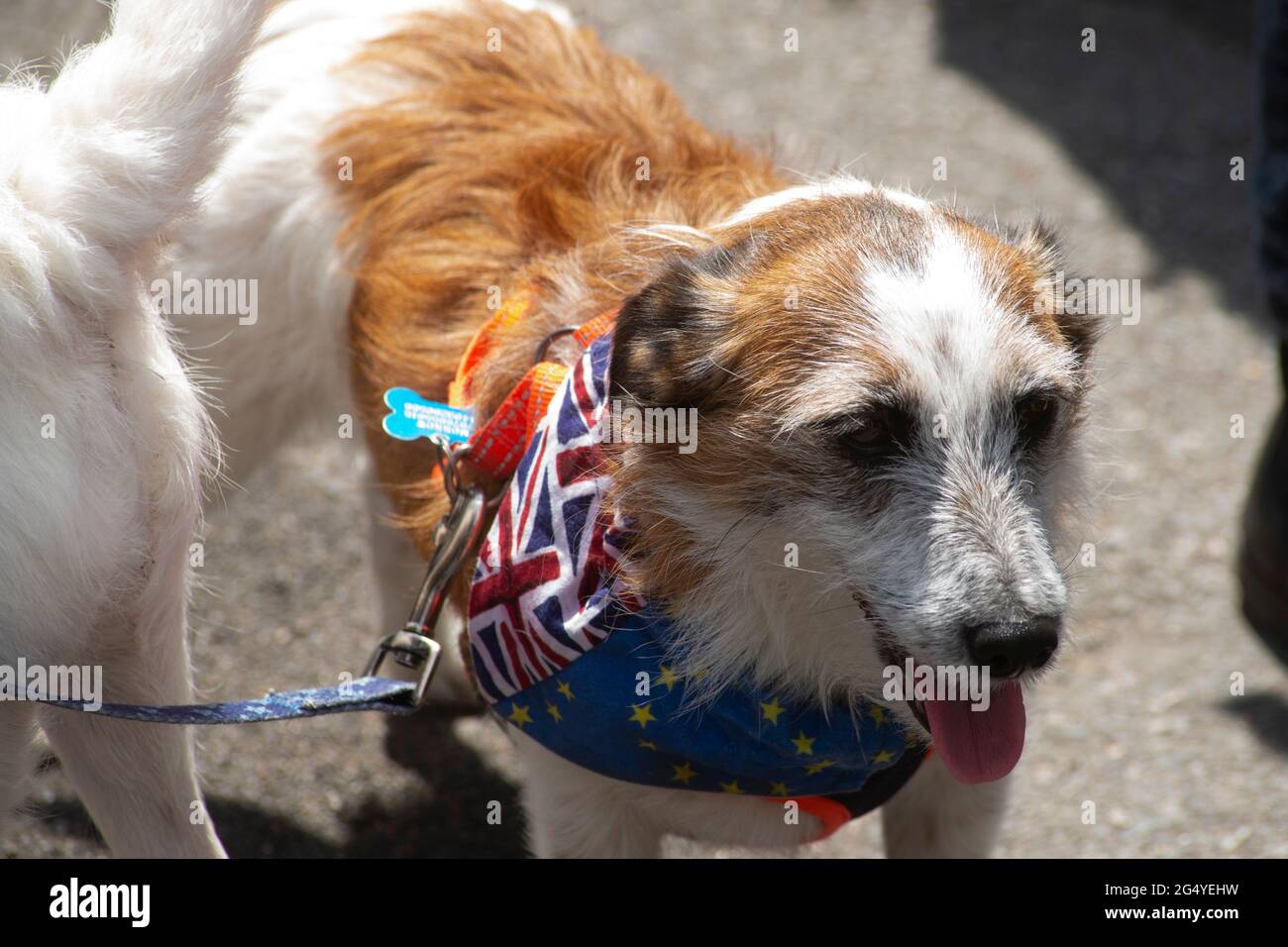 Whitehall, Londres, Royaume-Uni - 23 juin 2021 - Terrier à Whitehall, Londres, organisé par SODEM pour marquer le cinquième anniversaire du Brexit britannique Banque D'Images