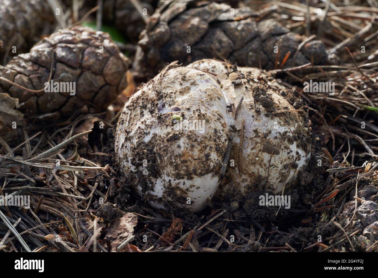 Rare champignon Sarcosphaera coronaria dans la forêt de pins. Connu sous le nom de couronne rose, la coupe de couronne violette ou la coupe d'étoile violette. Banque D'Images
