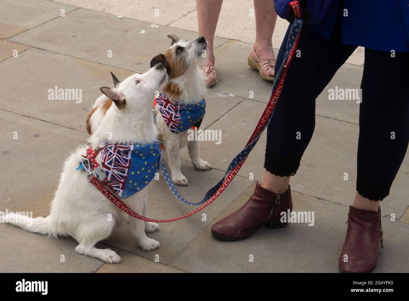 Whitehall, Londres, Royaume-Uni - 23 juin 2021 - manifestation de Terriers à Whitehall, Londres organisée par SODEM pour marquer le cinquième anniversaire du Brexit britannique Banque D'Images