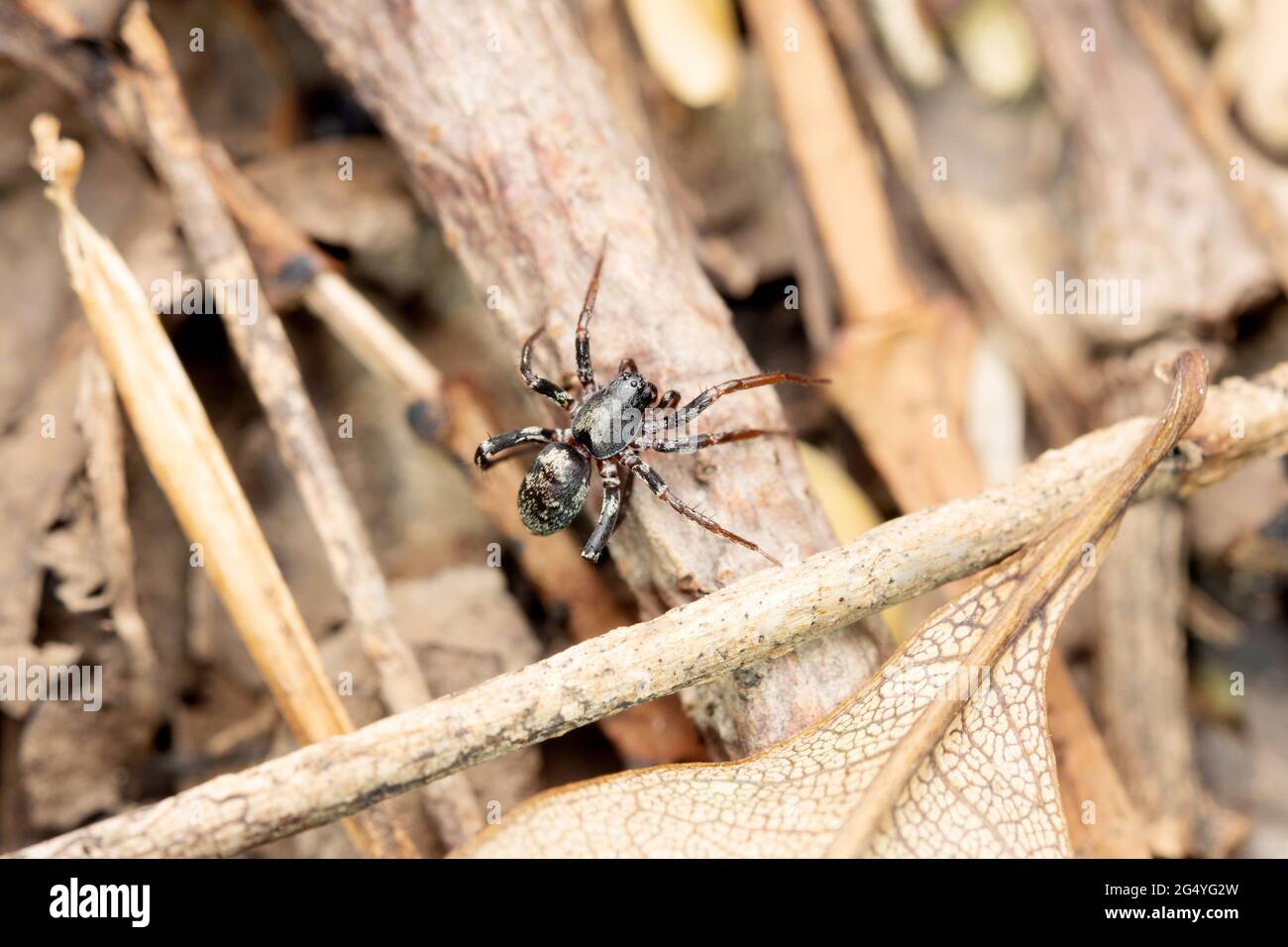 ANT comme araignée terrestre, Cambalida dippenaarae, Satara, Maharashtra, Inde Banque D'Images