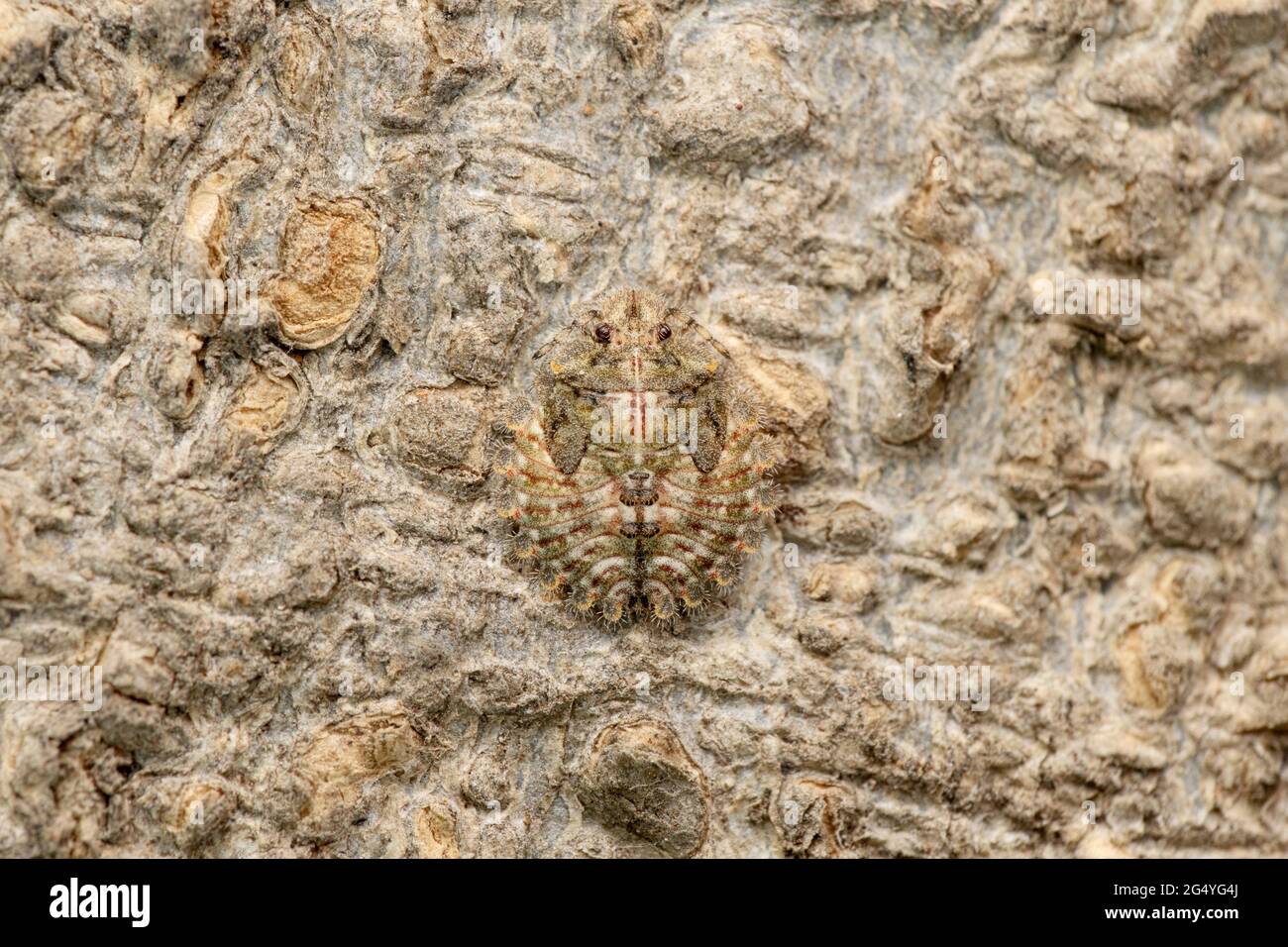 Insecte platispide du haricot, Claviplatys henryi, Satara, Maharashtra, Inde Banque D'Images