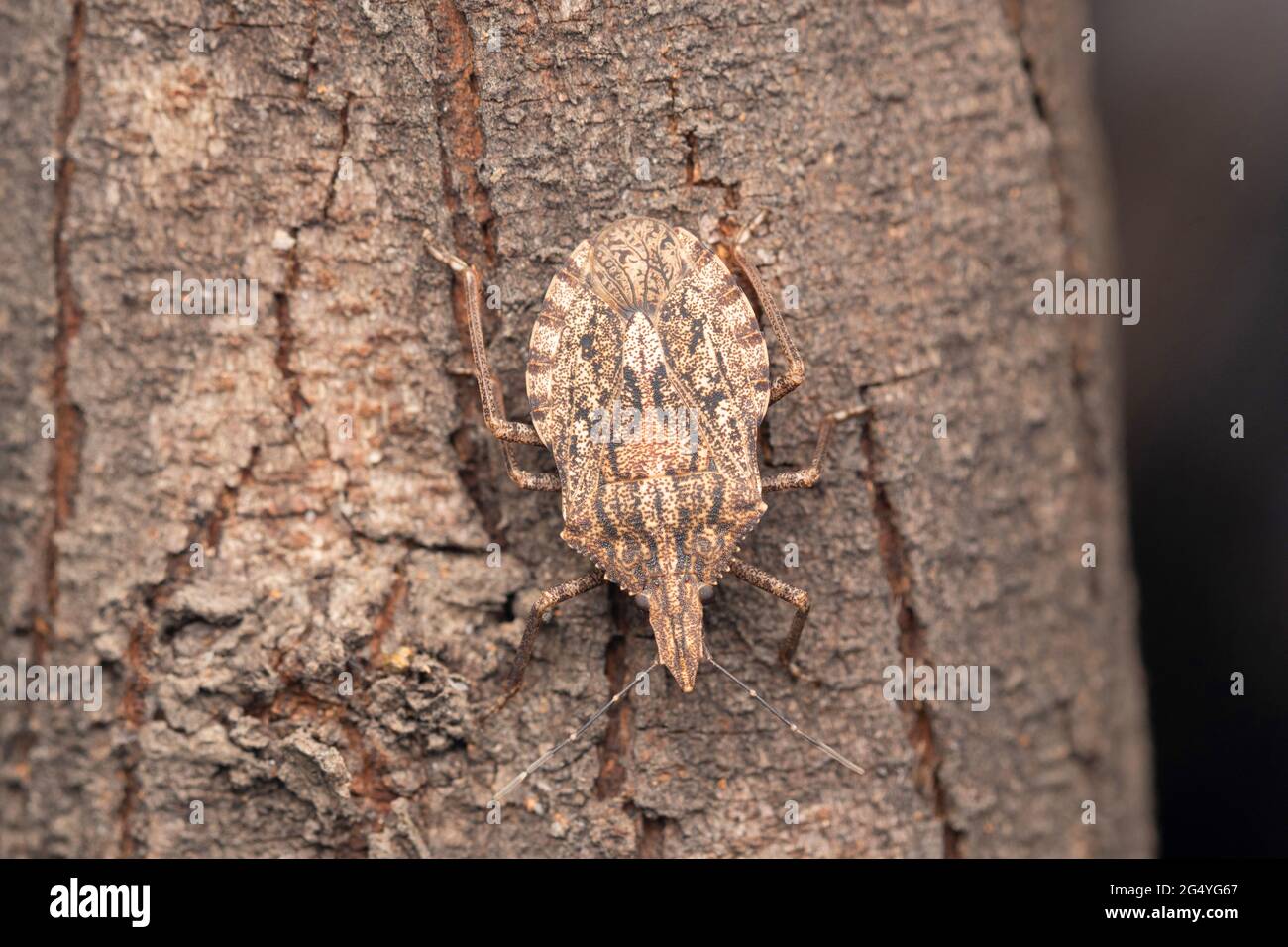 Insecte brun marmoré, Brochymena arborea, Satara, Maharashtra, Inde Banque D'Images