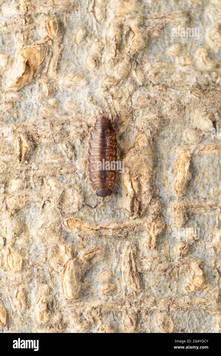Oniscus asellus, la commune de bois, Satara, Maharashtra, Inde Banque D'Images