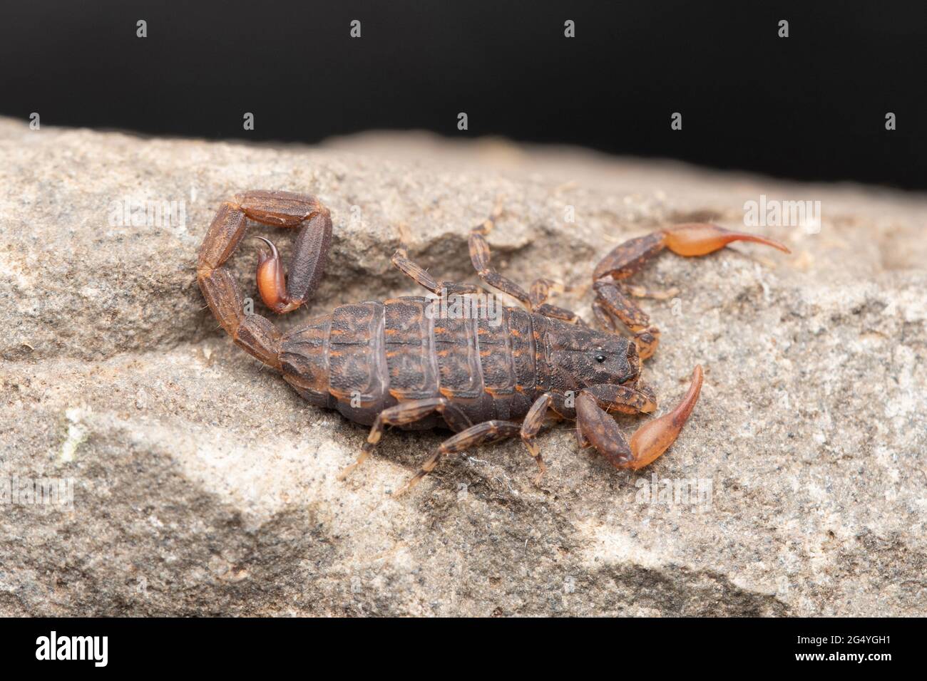 Double scorpion ailé, Lychas mucronatus, Satara, Maharashtra, Inde Banque D'Images