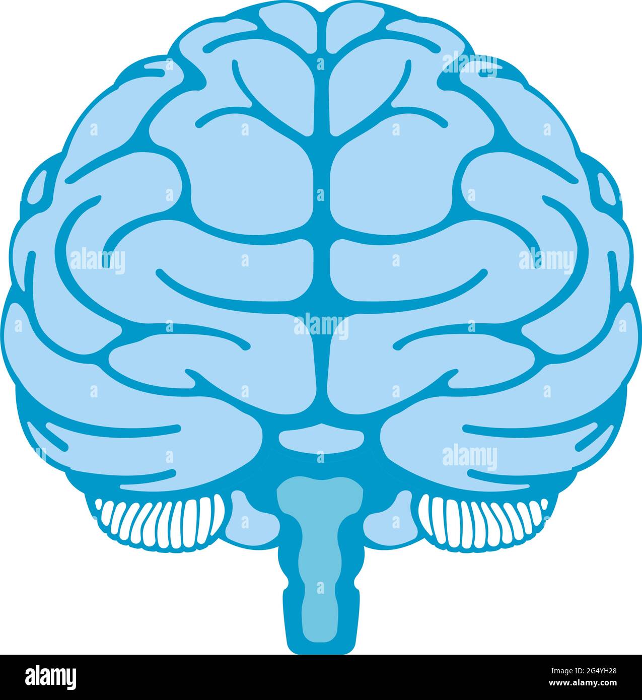 Illustration vectorielle du cerveau humain (vue de face) Illustration de Vecteur