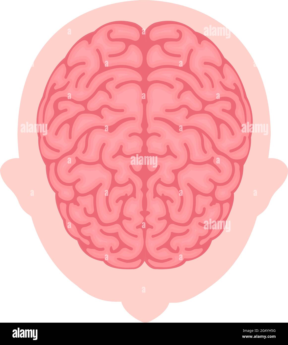 Illustration vectorielle du cerveau humain ( vue de dessus ) Illustration de Vecteur