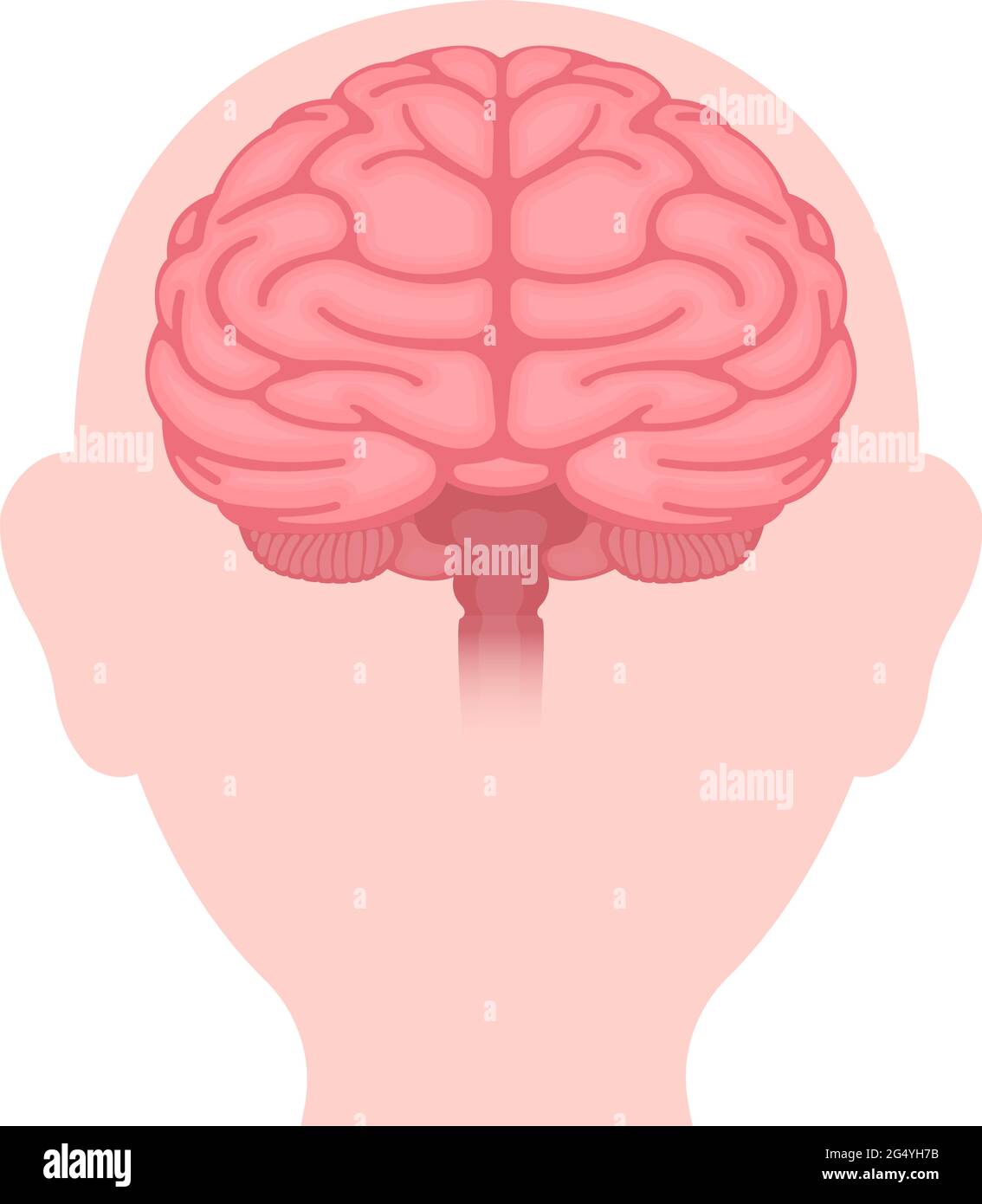 Illustration vectorielle du cerveau humain (vue de face) Illustration de Vecteur