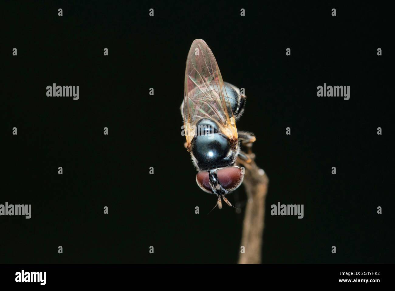 Survolteur épais, Cheilosia albipila, Satara, Maharashtra, Inde Banque D'Images
