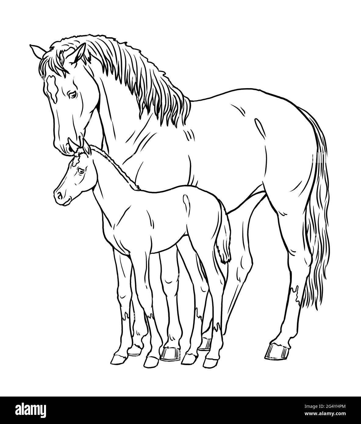 Mare avec le foal. Page de coloriage avec les chevaux. Dessin numérique avec cheval. Modèle pour les enfants à peindre. Banque D'Images
