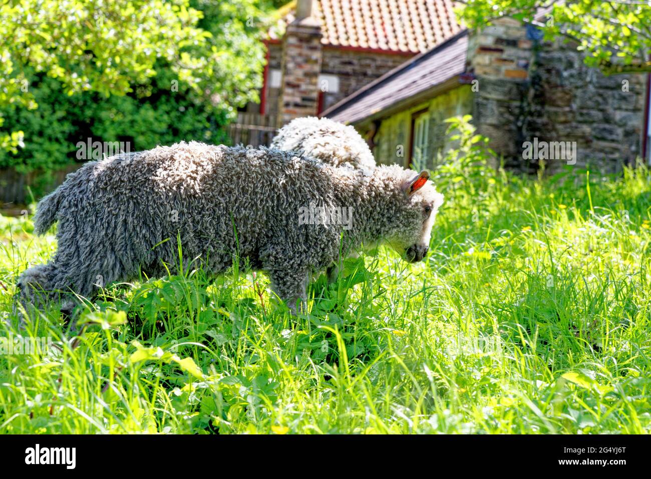 Moutons paître dans la campagne anglaise. Race du patrimoine britannique - Beamish, comté de Durham, Angleterre, Royaume-Uni Banque D'Images