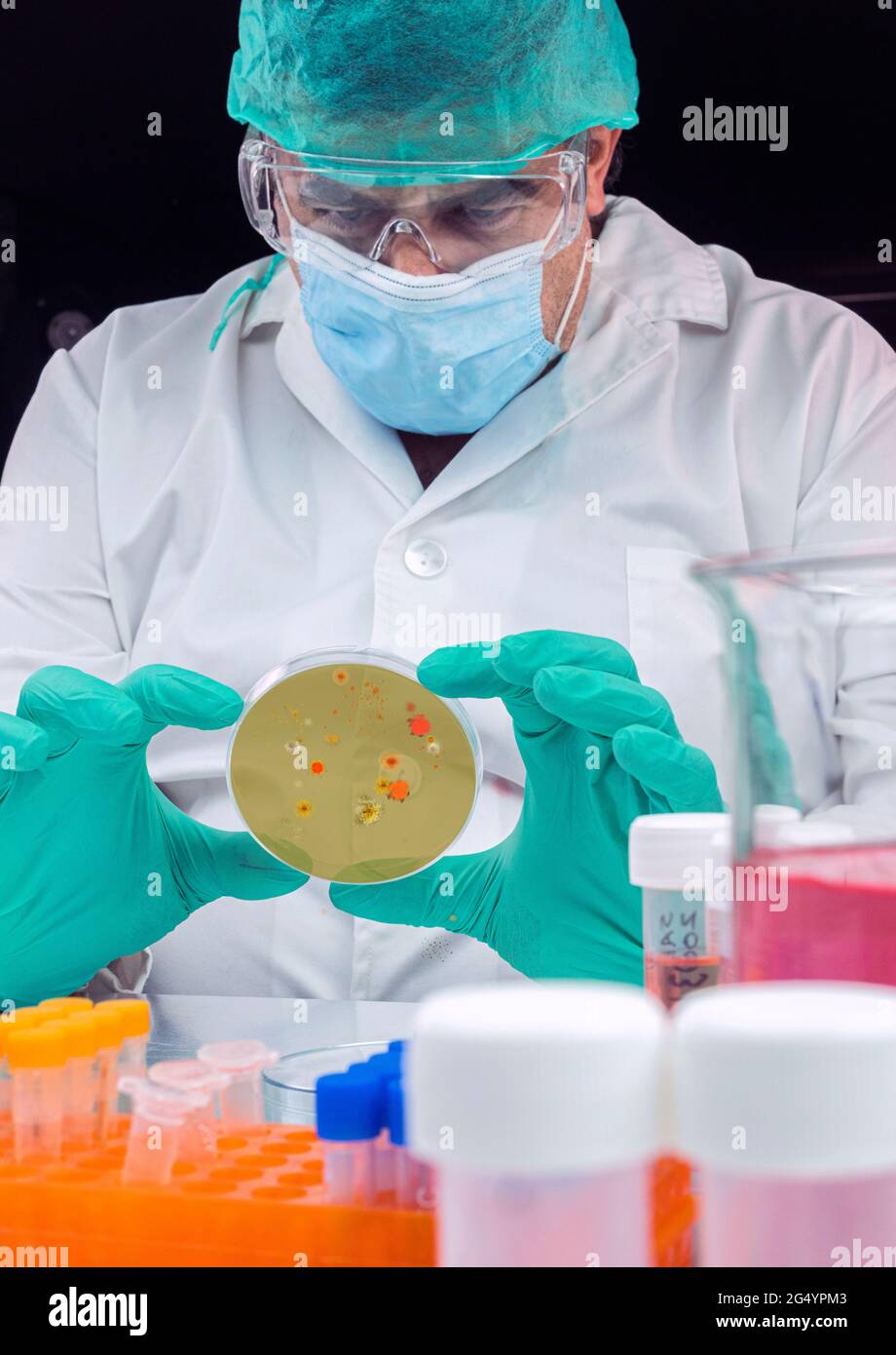 Un scientifique examine le virus du paludisme sur une boîte de Petri dans une image conceptuelle de laboratoire Banque D'Images