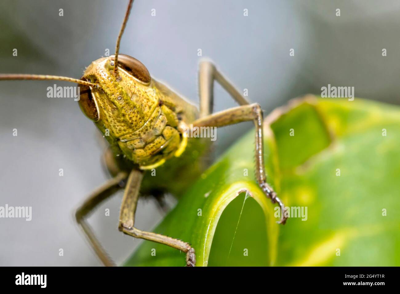 Sauterelle, forêt tropicale, parc national de Marino Ballena, Uvita de Osa, Puntarenas, Costa Rica, Amérique centrale, Amérique Banque D'Images
