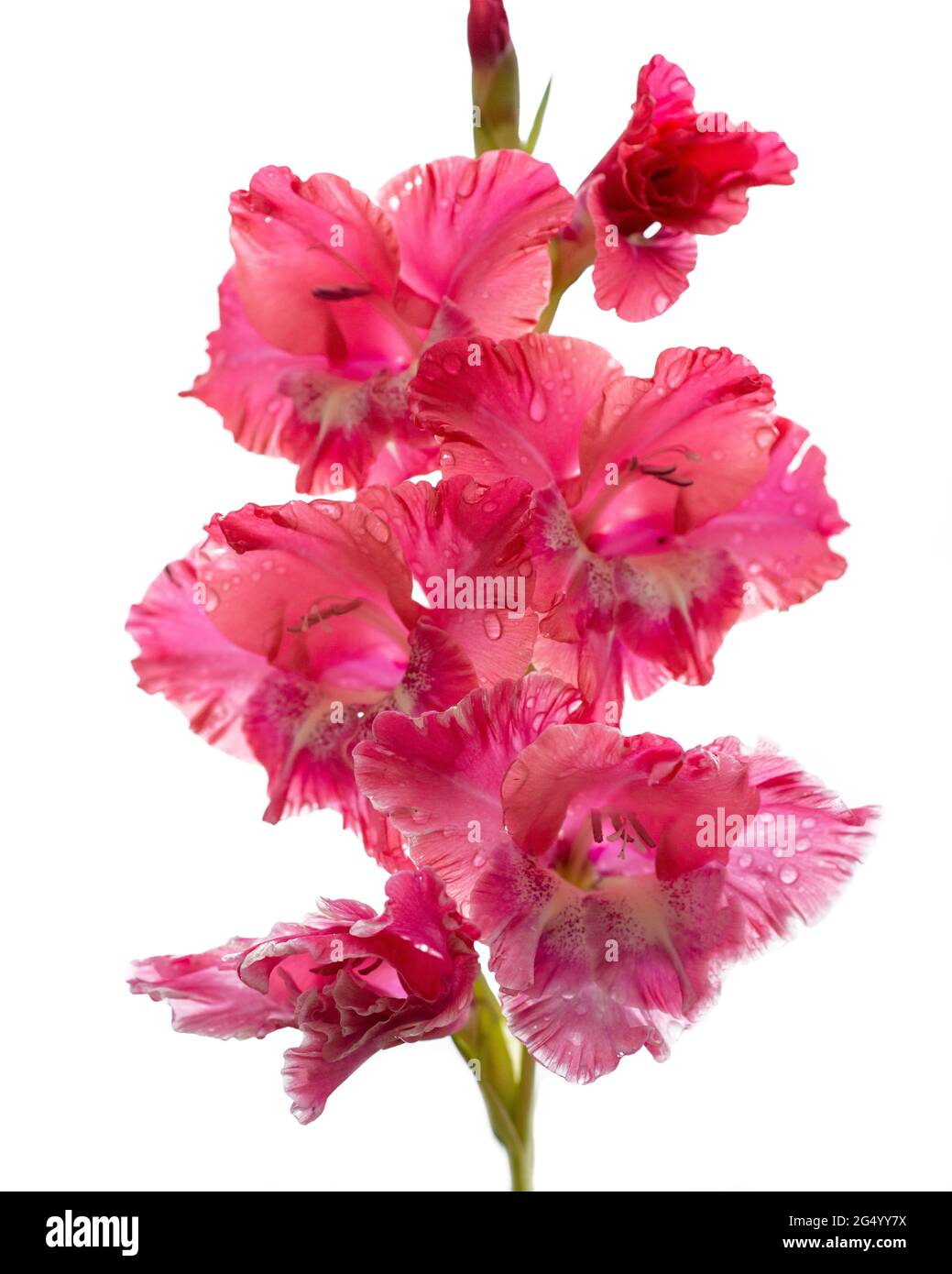 Photo de fleurs de gladiolus rose, magenta, rouge, pétales sur fond blanc. Banque D'Images