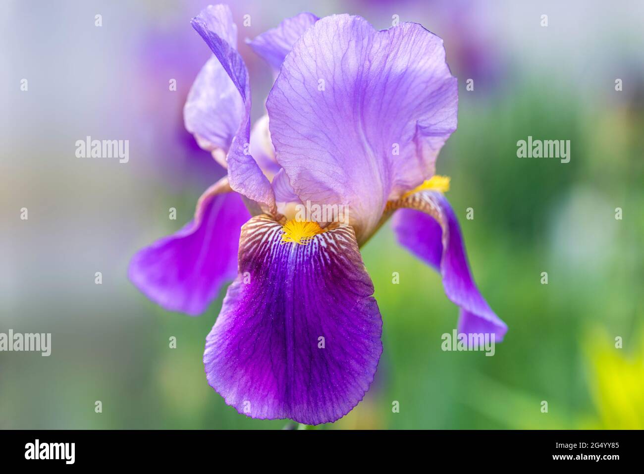 Illustration d'un iris barbu coloré aux couleurs lavande, pourpre et jaune sur fond abstrait. Banque D'Images