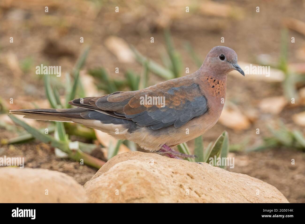 Riant Dove - Spilopelia senegalensis, belle tortue colorée-colombe de jardins africains, wodlands et forêts, lac Langano, Ethiopie. Banque D'Images