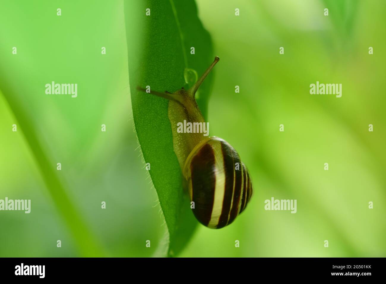 Gros plan d'un escargot de carter sur une feuille verte Banque D'Images